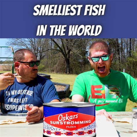 worlds smelliest fish|What is Surströmming and how to eat this smelly fish